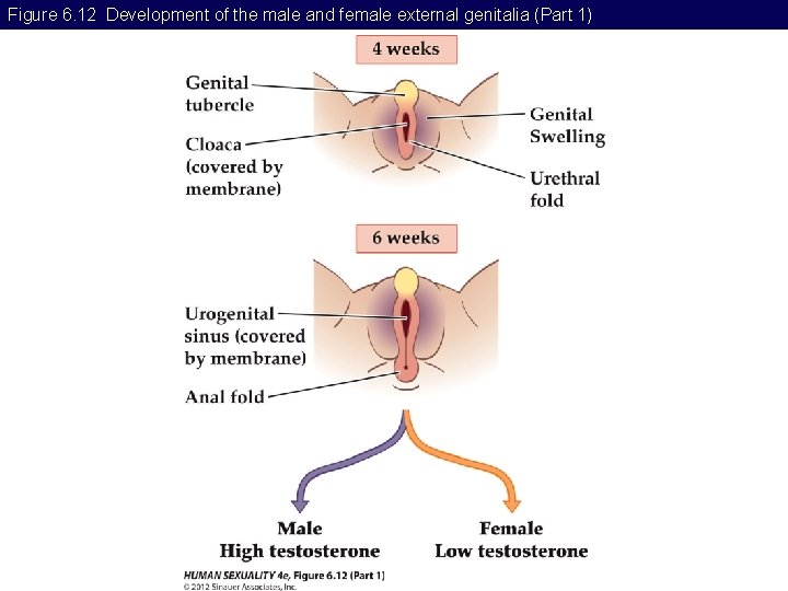 Figure 6. 12 Development of the male and female external genitalia (Part 1) 