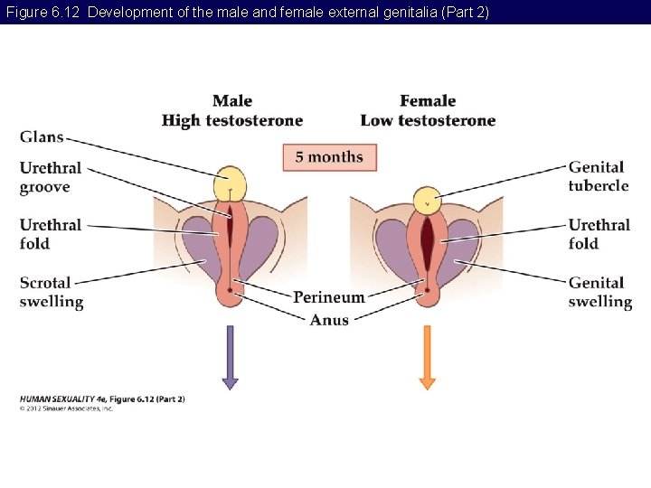 Figure 6. 12 Development of the male and female external genitalia (Part 2) 