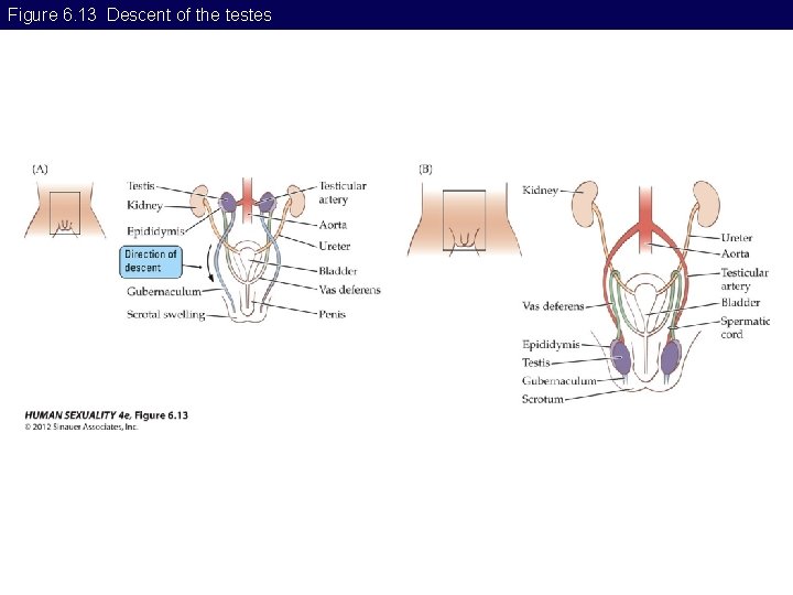 Figure 6. 13 Descent of the testes 