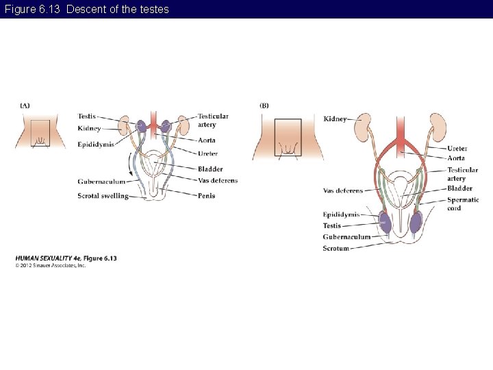 Figure 6. 13 Descent of the testes 