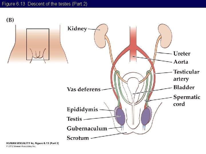 Figure 6. 13 Descent of the testes (Part 2) 