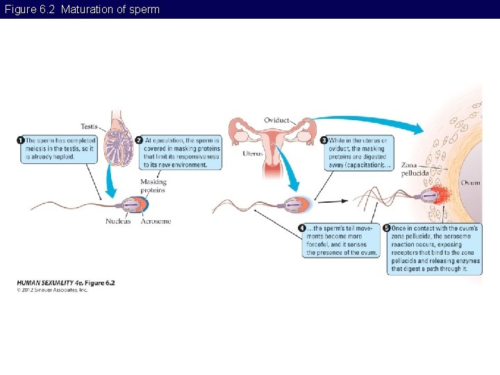 Figure 6. 2 Maturation of sperm 