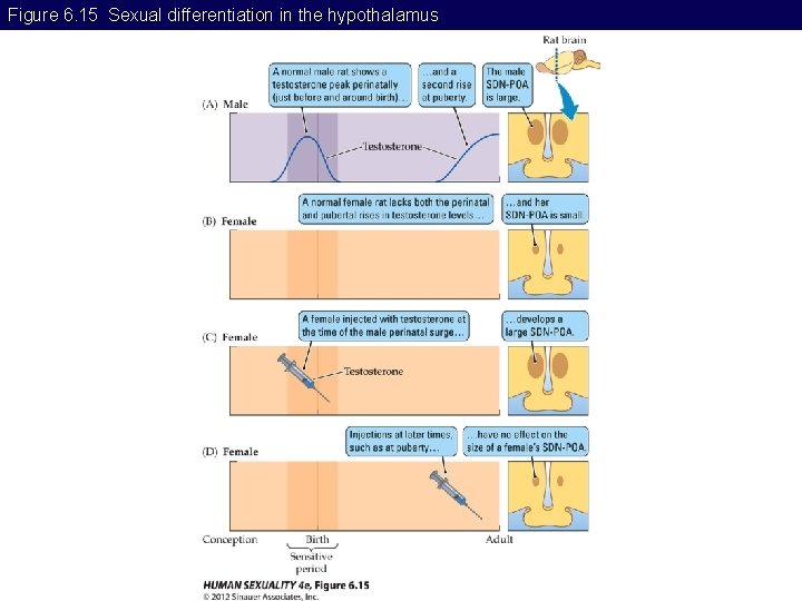 Figure 6. 15 Sexual differentiation in the hypothalamus 