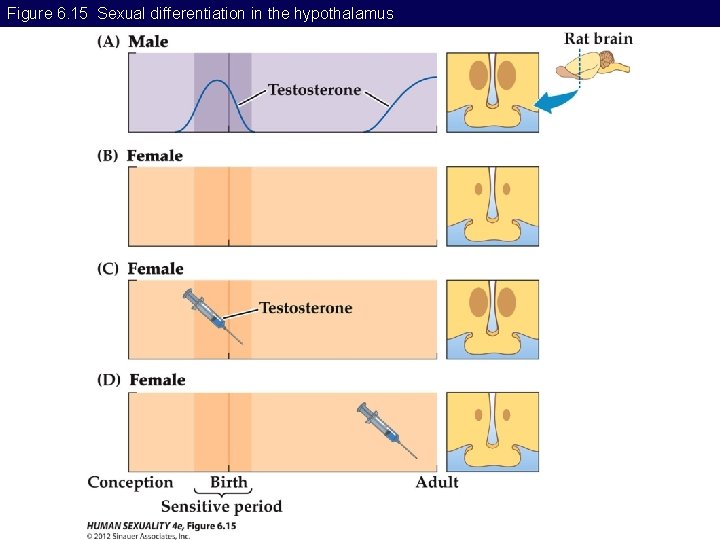 Figure 6. 15 Sexual differentiation in the hypothalamus 