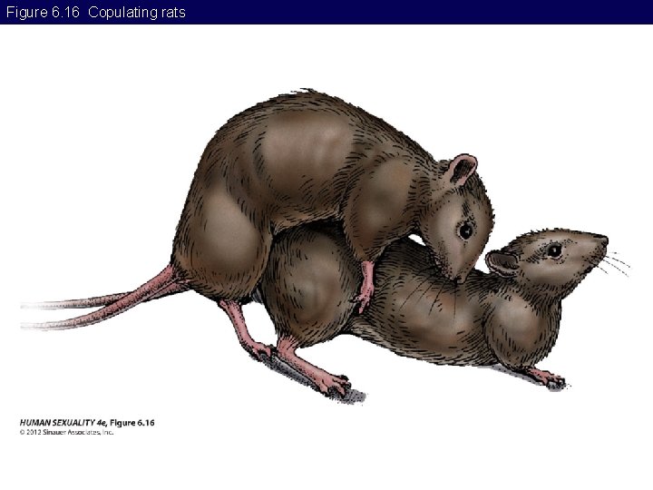 Figure 6. 16 Copulating rats 