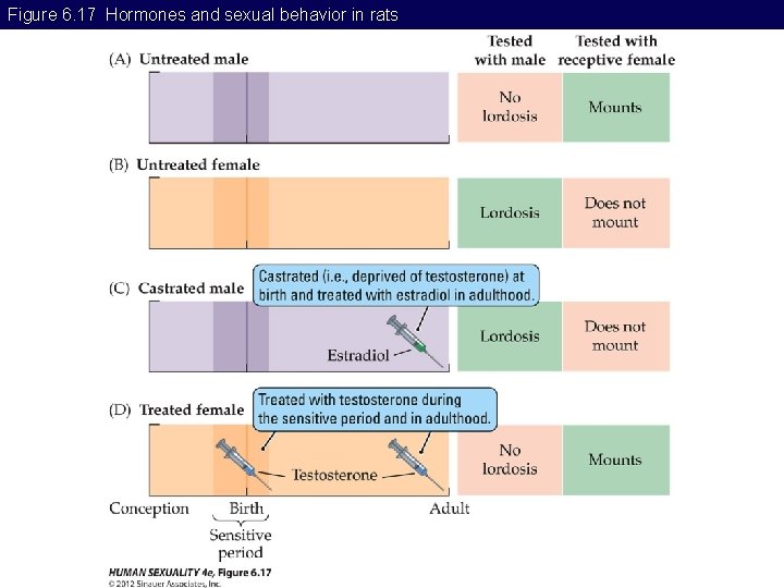 Figure 6. 17 Hormones and sexual behavior in rats 