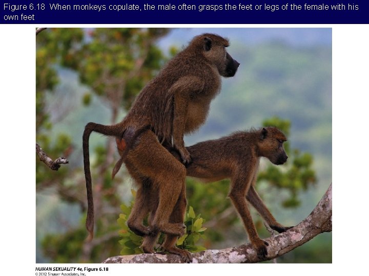 Figure 6. 18 When monkeys copulate, the male often grasps the feet or legs
