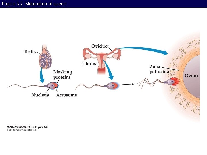 Figure 6. 2 Maturation of sperm 