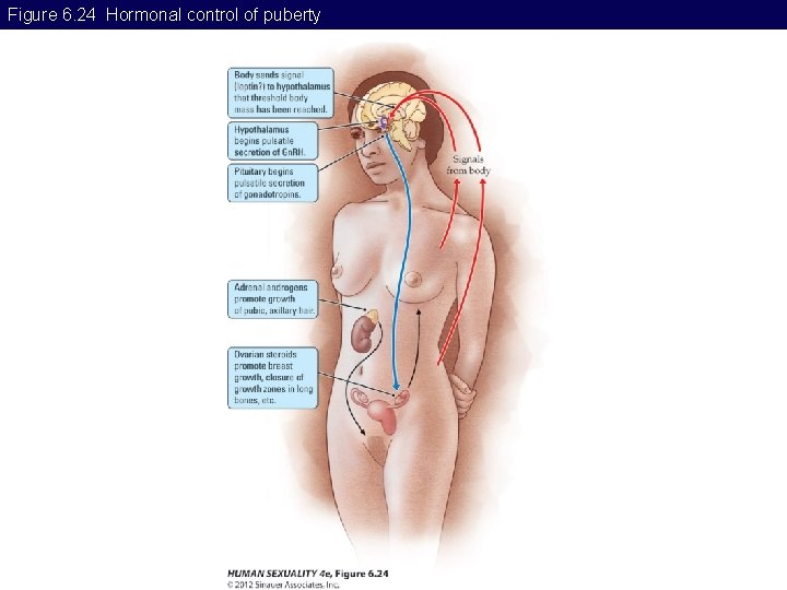 Figure 6. 24 Hormonal control of puberty 