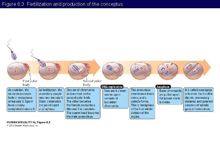 Figure 6. 3 Fertilization and production of the conceptus 