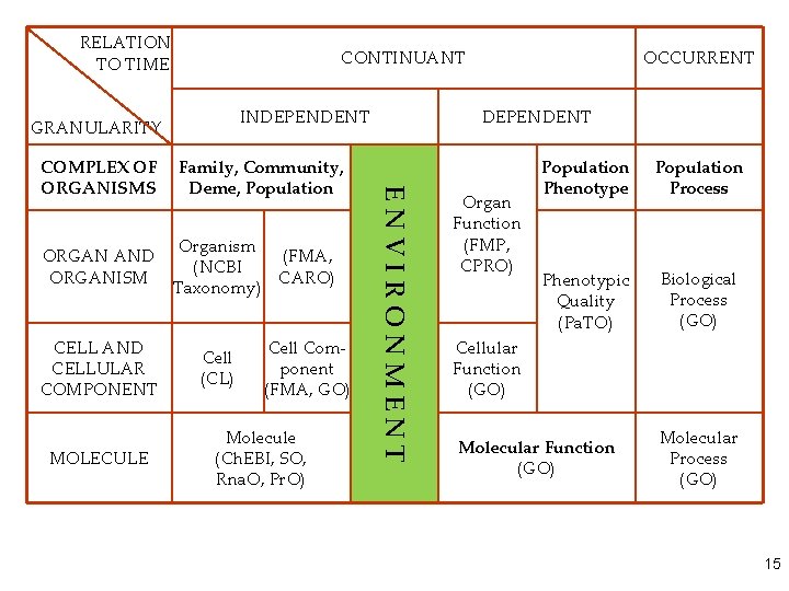 RELATION TO TIME CONTINUANT INDEPENDENT GRANULARITY ORGAN AND ORGANISM CELL AND CELLULAR COMPONENT MOLECULE