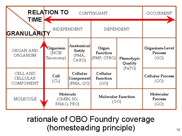 RELATION TO TIME GRANULARITY INDEPENDENT ORGAN AND ORGANISM Organism (NCBI Taxonomy) CELL AND CELLULAR