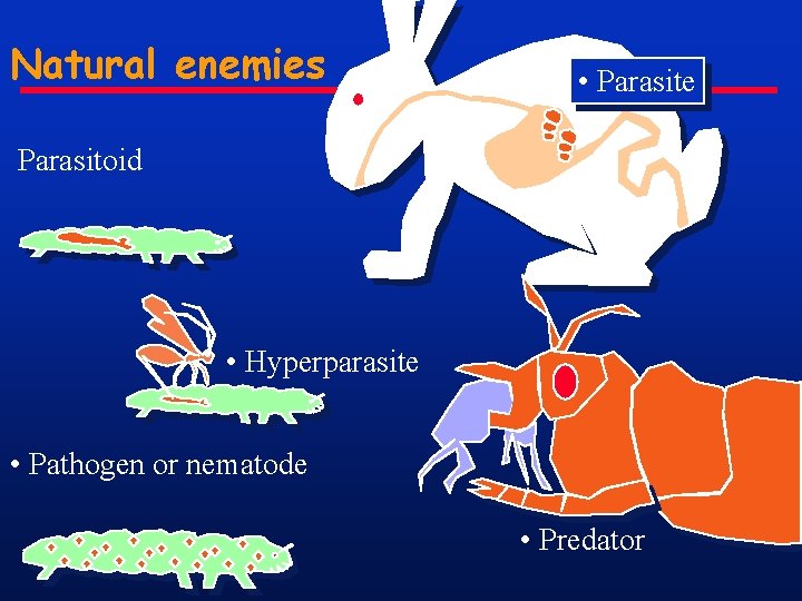 Natural enemies • Parasite Parasitoid • Hyperparasite • Pathogen or nematode • Predator 