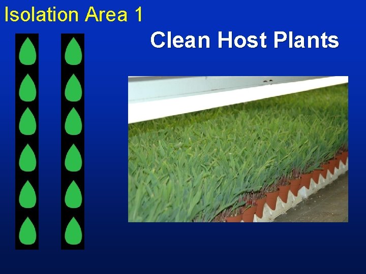 Isolation Area 1 Clean Host Plants 