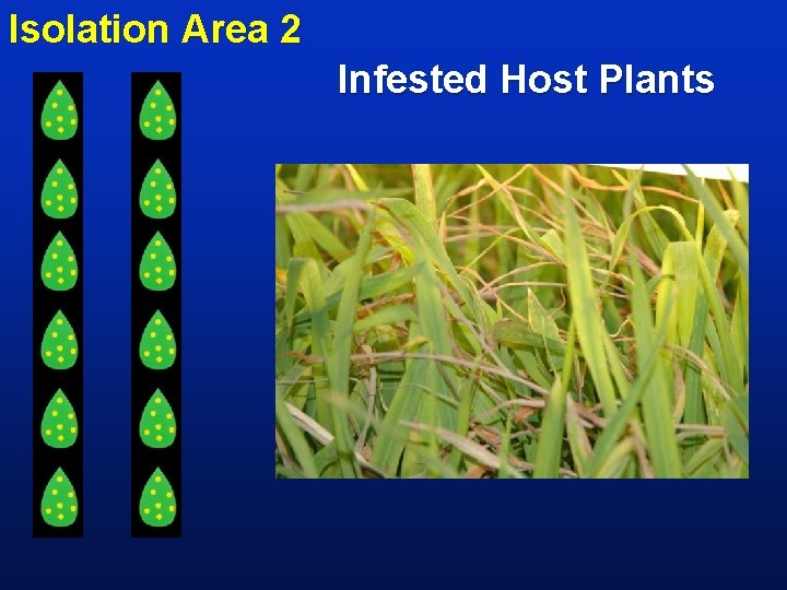 Isolation Area 2 Infested Host Plants 