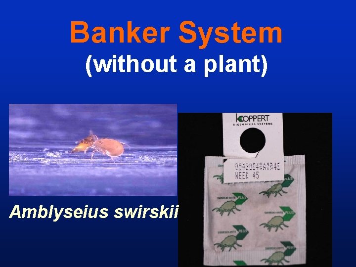 Banker System (without a plant) Amblyseius swirskii 