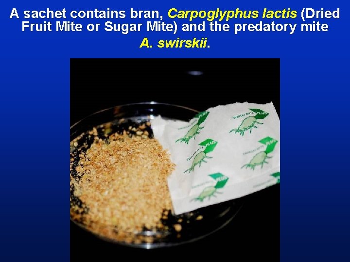 A sachet contains bran, Carpoglyphus lactis (Dried Fruit Mite or Sugar Mite) and the
