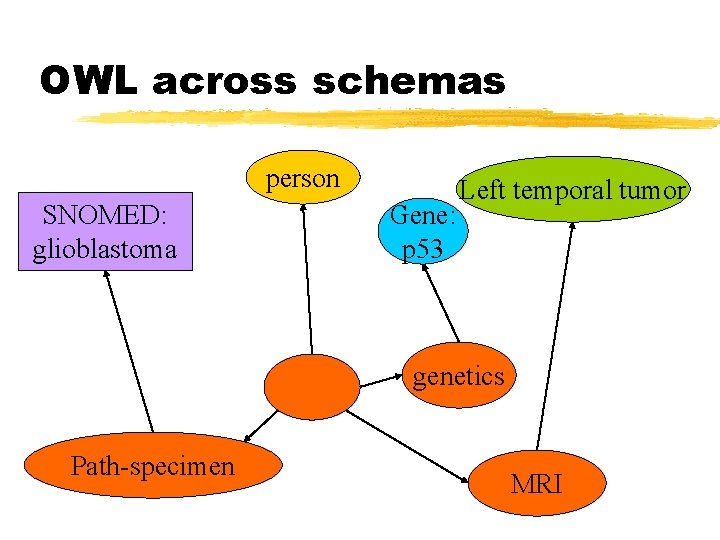 OWL across schemas person SNOMED: glioblastoma Gene: p 53 Left temporal tumor genetics Path-specimen