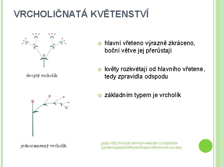 VRCHOLIČNATÁ KVĚTENSTVÍ hlavní vřeteno výrazně zkráceno, boční větve jej přerůstají květy rozkvétají od hlavního