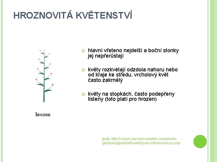 HROZNOVITÁ KVĚTENSTVÍ hlavní vřeteno nejdelší a boční stonky jej nepřerůstají květy rozkvétají odzdola nahoru