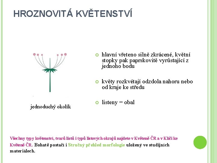 HROZNOVITÁ KVĚTENSTVÍ jednoduchý okolík hlavní vřeteno silně zkrácené, květní stopky pak paprskovitě vyrůstající z