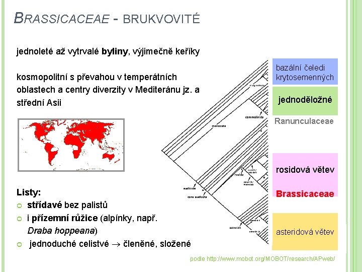 BRASSICACEAE - BRUKVOVITÉ jednoleté až vytrvalé byliny, výjimečně keříky kosmopolitní s převahou v temperátních