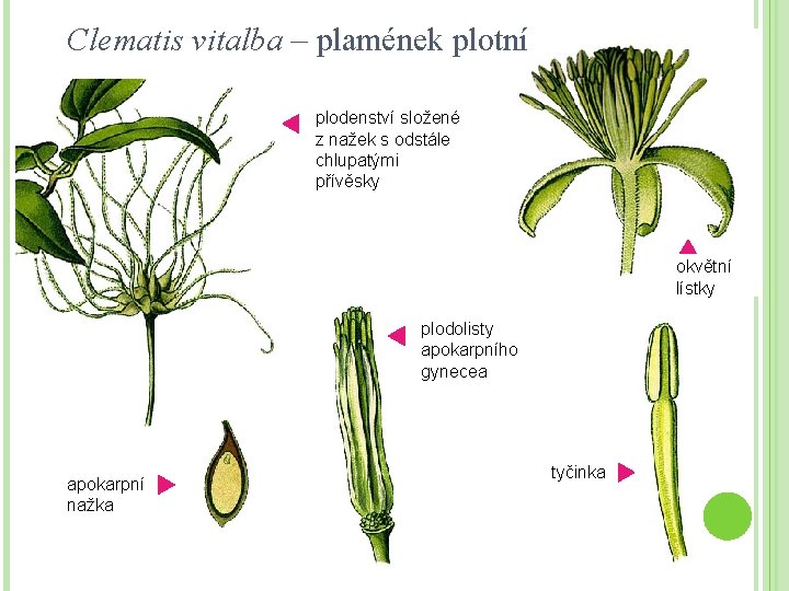 Clematis vitalba – plamének plotní plodenství složené z nažek s odstále chlupatými přívěsky okvětní