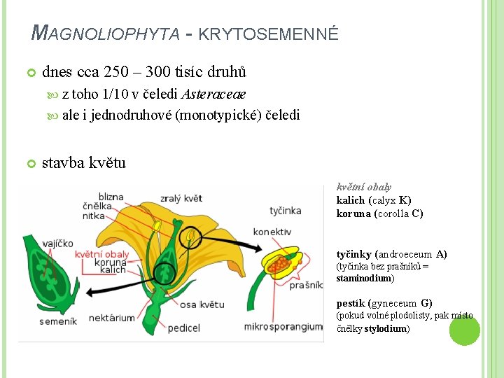 MAGNOLIOPHYTA - KRYTOSEMENNÉ dnes cca 250 – 300 tisíc druhů z toho 1/10 v