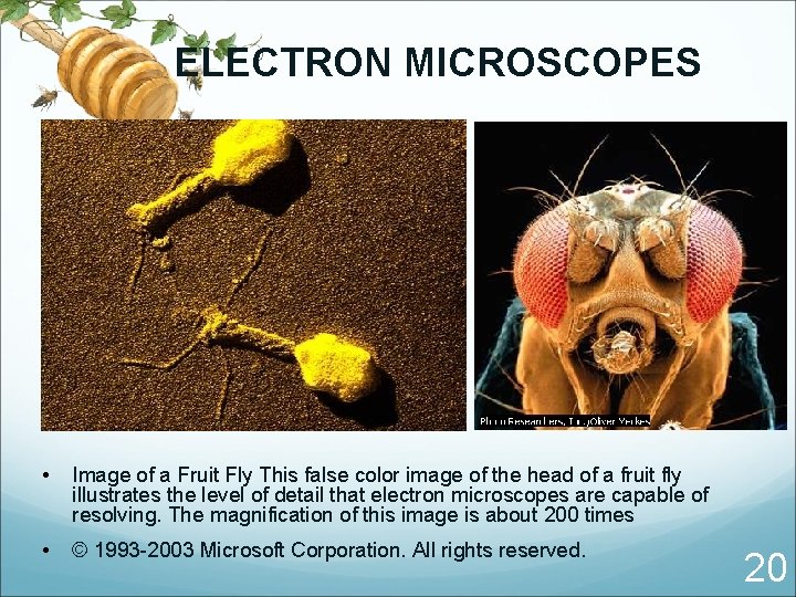 ELECTRON MICROSCOPES • Image of a Fruit Fly This false color image of the