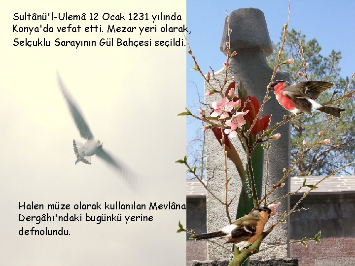 Sultânü'l-Ulemâ 12 Ocak 1231 yılında Konya'da vefat etti. Mezar yeri olarak, Selçuklu Sarayının Gül