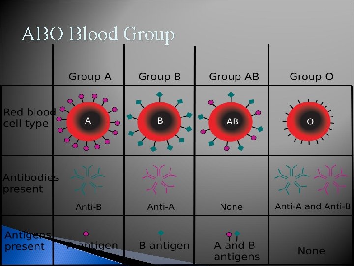 ABO Blood Group 