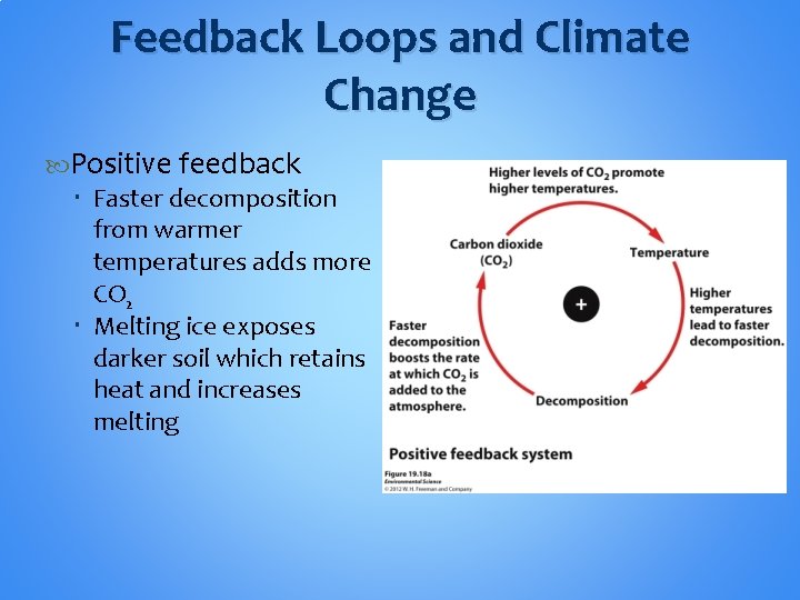 Feedback Loops and Climate Change Positive feedback Faster decomposition from warmer temperatures adds more