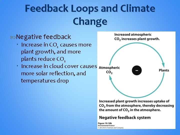 Feedback Loops and Climate Change Negative feedback Increase in CO 2 causes more plant