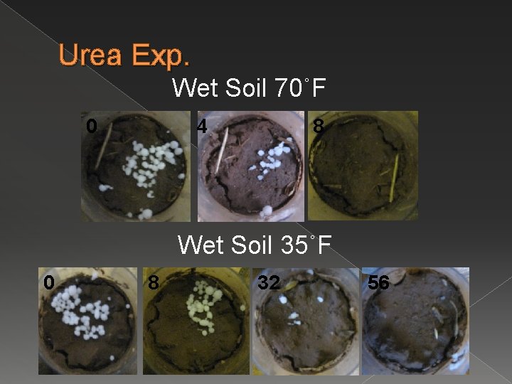 Urea Exp. Wet Soil 70˚F 0 4 8 Wet Soil 35˚F 0 8 32