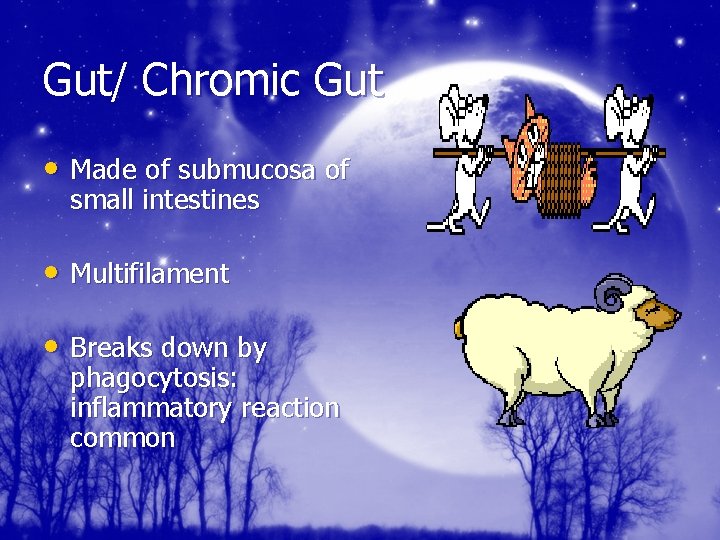 Gut/ Chromic Gut • Made of submucosa of small intestines • Multifilament • Breaks
