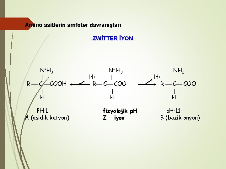 Amino asitlerin amfoter davranışları ZWİTTER İYON N + H 3 R C COOH H