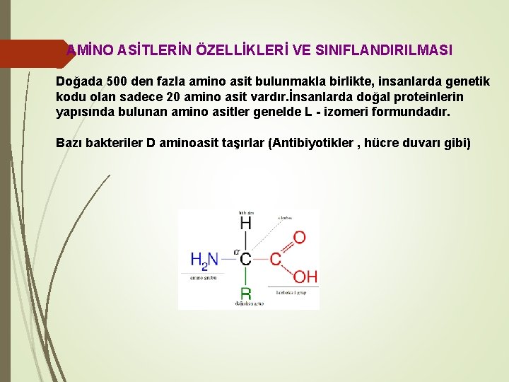 AMİNO ASİTLERİN ÖZELLİKLERİ VE SINIFLANDIRILMASI Doğada 500 den fazla amino asit bulunmakla birlikte, insanlarda
