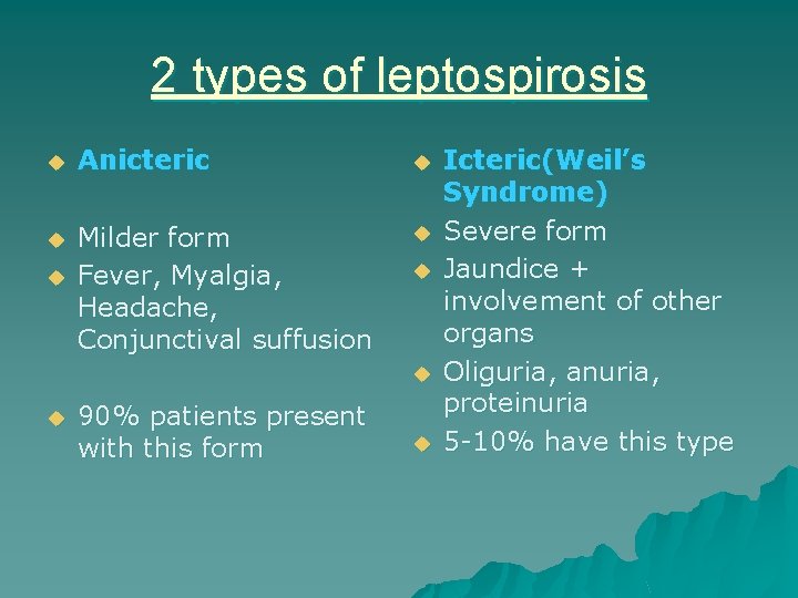 2 types of leptospirosis u Anicteric u u Milder form Fever, Myalgia, Headache, Conjunctival