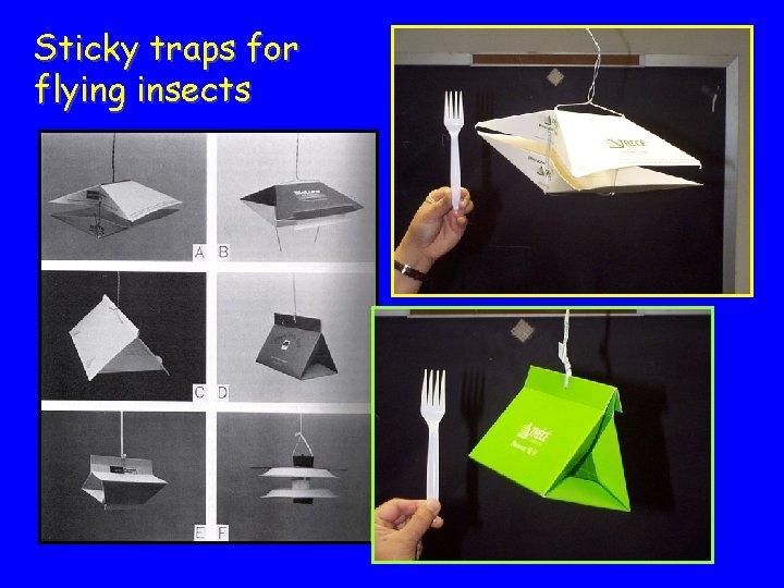 Sticky traps for flying insects 