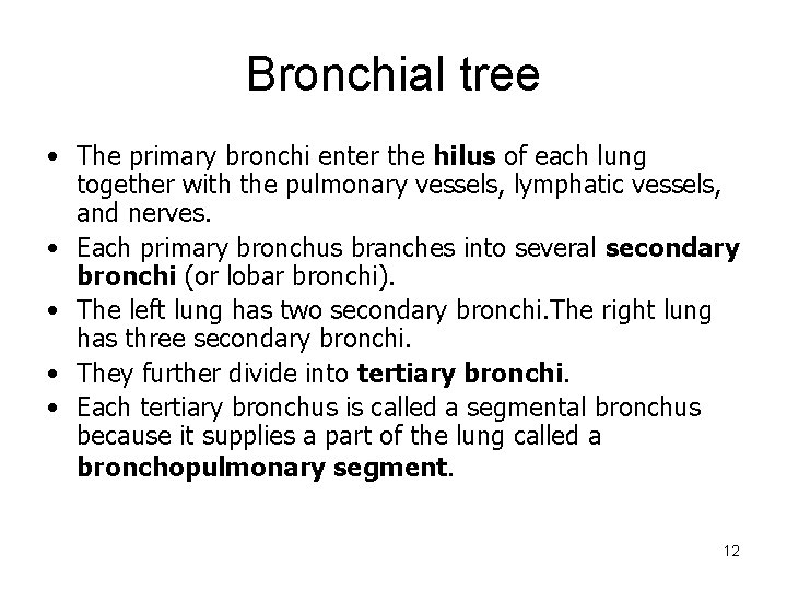 Bronchial tree • The primary bronchi enter the hilus of each lung together with