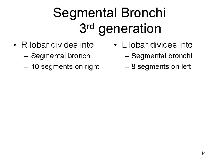 Segmental Bronchi 3 rd generation • R lobar divides into – Segmental bronchi –