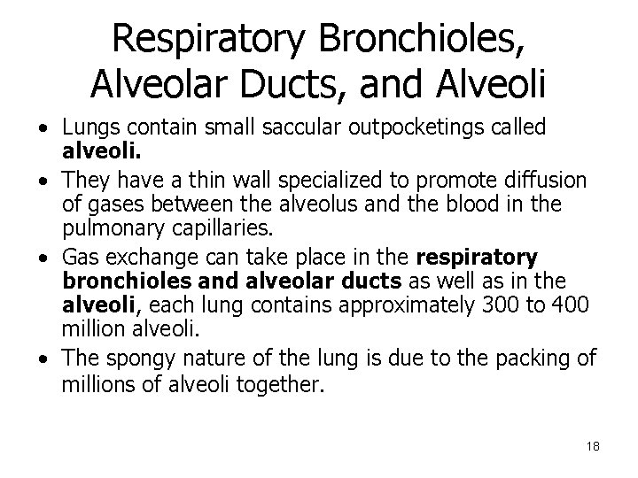 Respiratory Bronchioles, Alveolar Ducts, and Alveoli • Lungs contain small saccular outpocketings called alveoli.