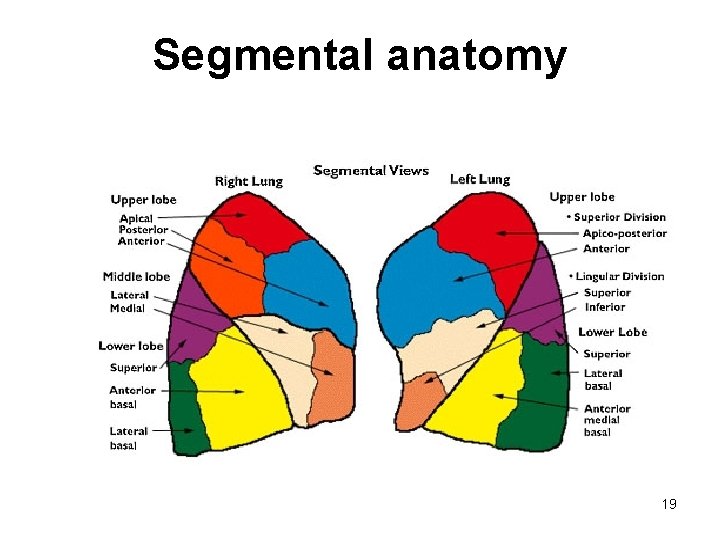 Segmental anatomy 19 