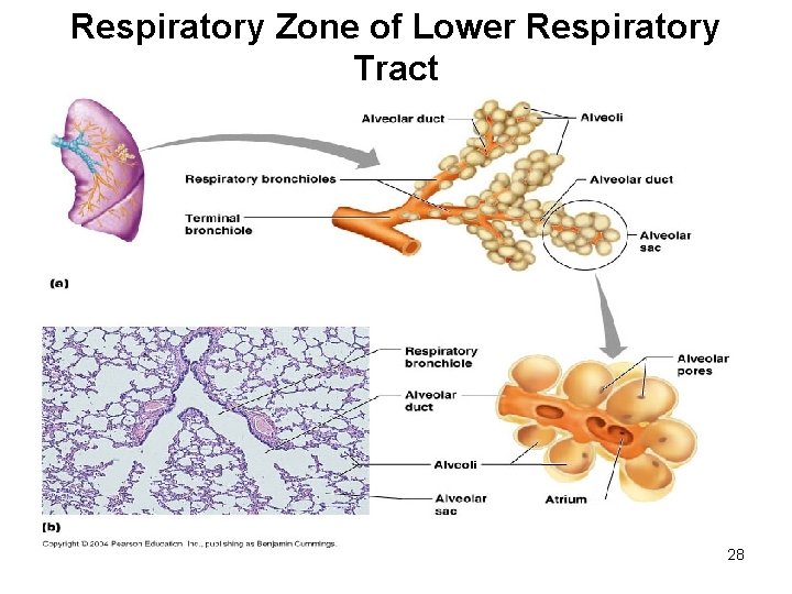 Respiratory Zone of Lower Respiratory Tract 28 