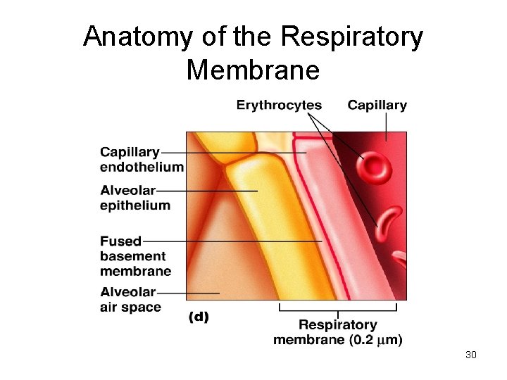 Anatomy of the Respiratory Membrane 30 