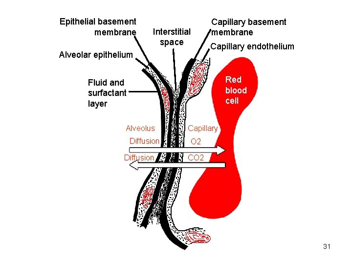 Epithelial basement membrane Interstitial space Alveolar epithelium Capillary basement membrane Capillary endothelium Red blood