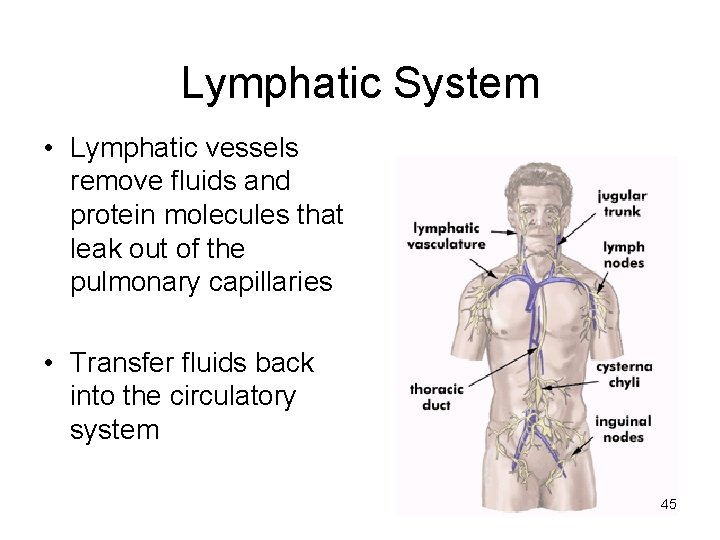 Lymphatic System • Lymphatic vessels remove fluids and protein molecules that leak out of