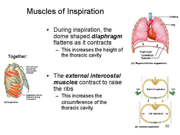 Muscles of Inspiration • During inspiration, the dome shaped diaphragm flattens as it contracts