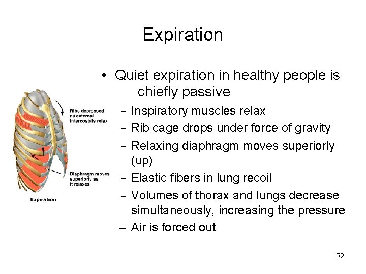 Expiration • Quiet expiration in healthy people is chiefly passive – Inspiratory muscles relax