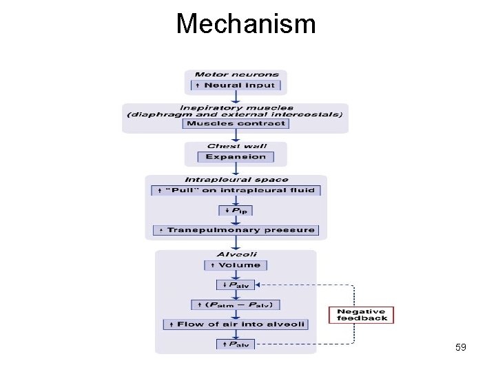 Mechanism 59 
